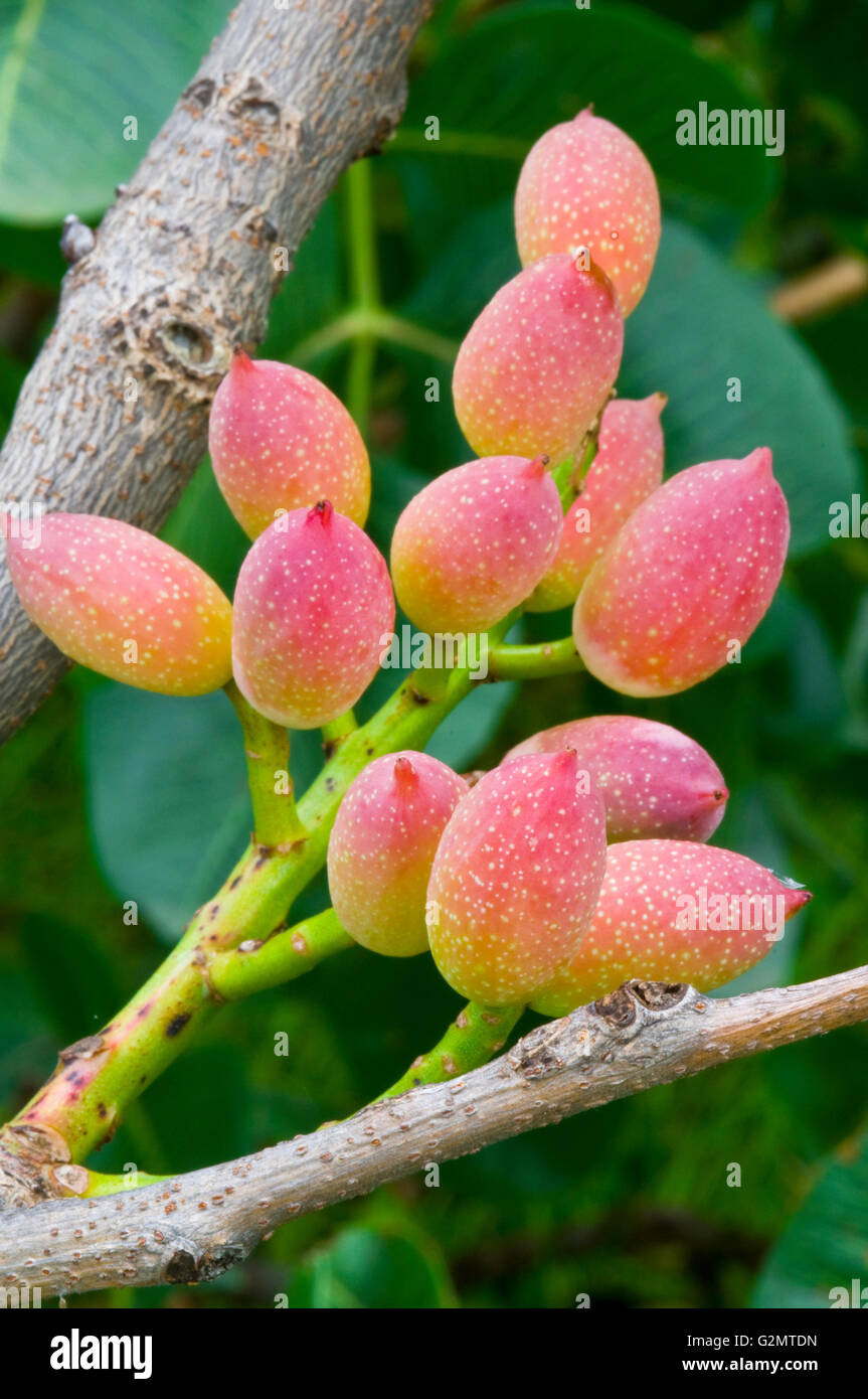 Pistaches (Pistacia vera) de la maturation sur l'arbre, Bronte, Sicile, Italie Banque D'Images