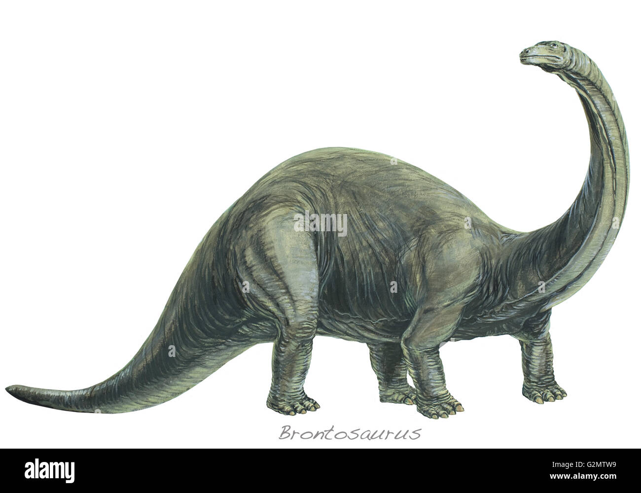 Brontosaurus cut-out (couleur). Banque D'Images