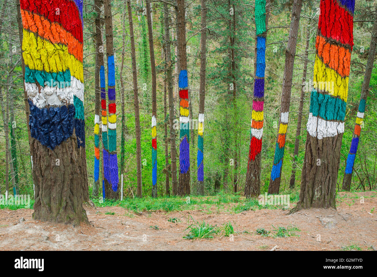 Troncs d'arbres peints, bois peint, El Bosque animado de Oma, artiste Agustín Ibarrola, Oma forêt, Pays Basque, Espagne Banque D'Images