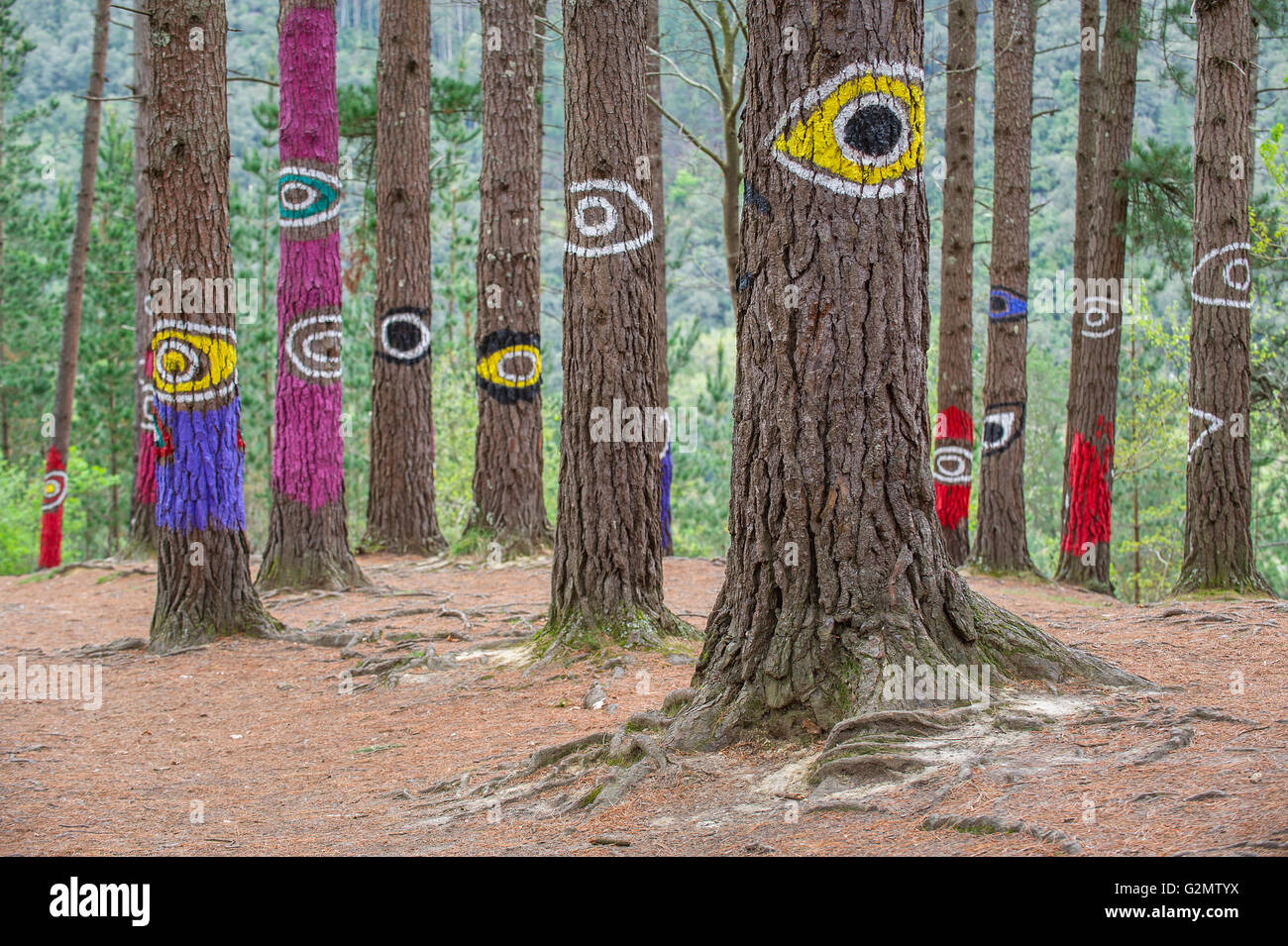 Troncs d'arbres peints, bois peint, El Bosque animado de Oma, artiste Agustín Ibarrola, Oma forêt, Pays Basque, Espagne Banque D'Images