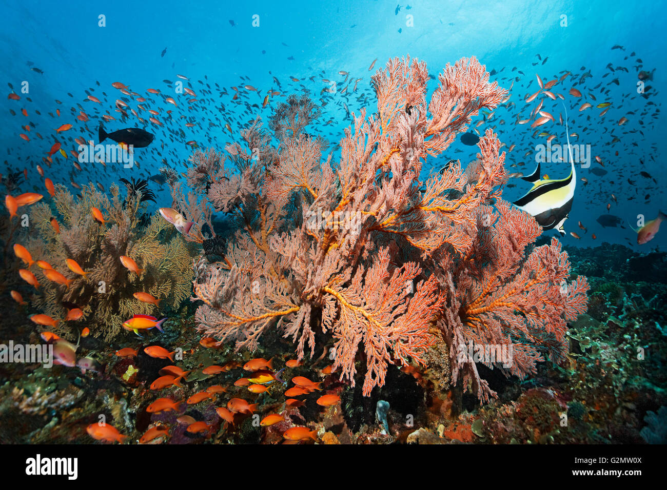Essaim de divers Anthias (Anthiinae) nager au-dessus de coraux, de gorgones noués (Melithaea ochracea) Banque D'Images