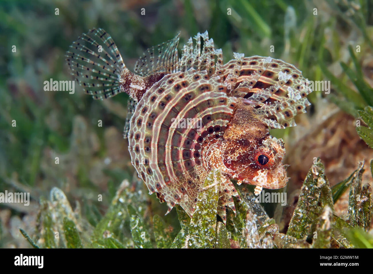 Poisson-papillon nain flous (Dendrochirus) bracxypterus sur les herbiers, les nageoires pectorales propagation, Great Barrier Reef, Queensland, Cairns Banque D'Images