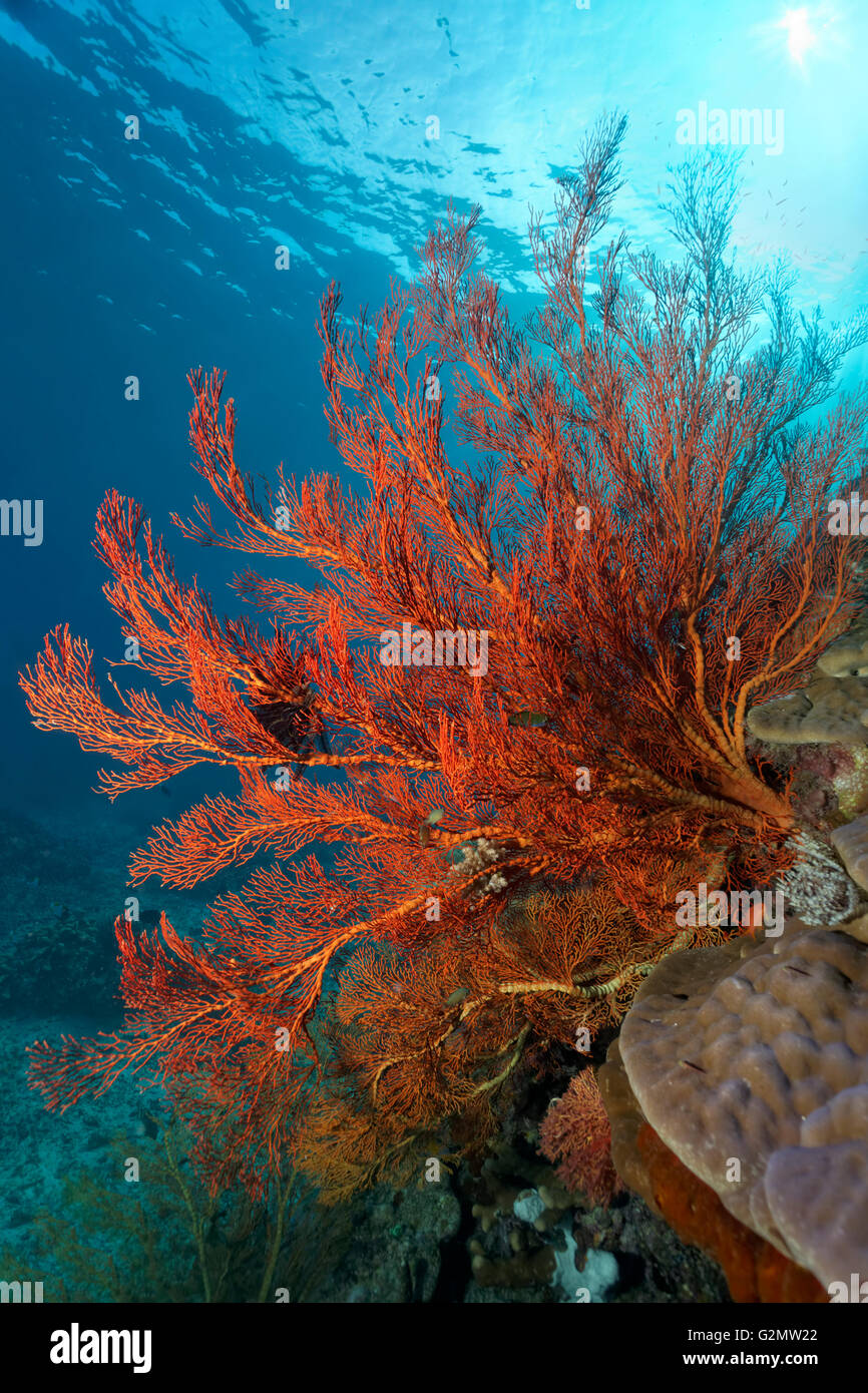 De grandes gorgones noués (Melithaea ochracea) sur les récifs coralliens, Great Barrier Reef, Queensland, Cairns, Océan Pacifique, Australie Banque D'Images