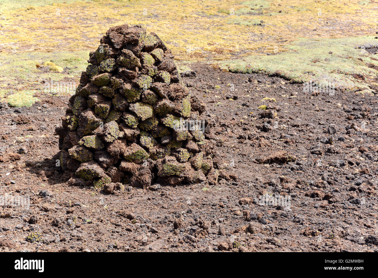 Parties de la plante du désert yareta (Azorella compacta), également llareta recueillis comme combustible et empilés à sec, lares, près de Cusco Banque D'Images