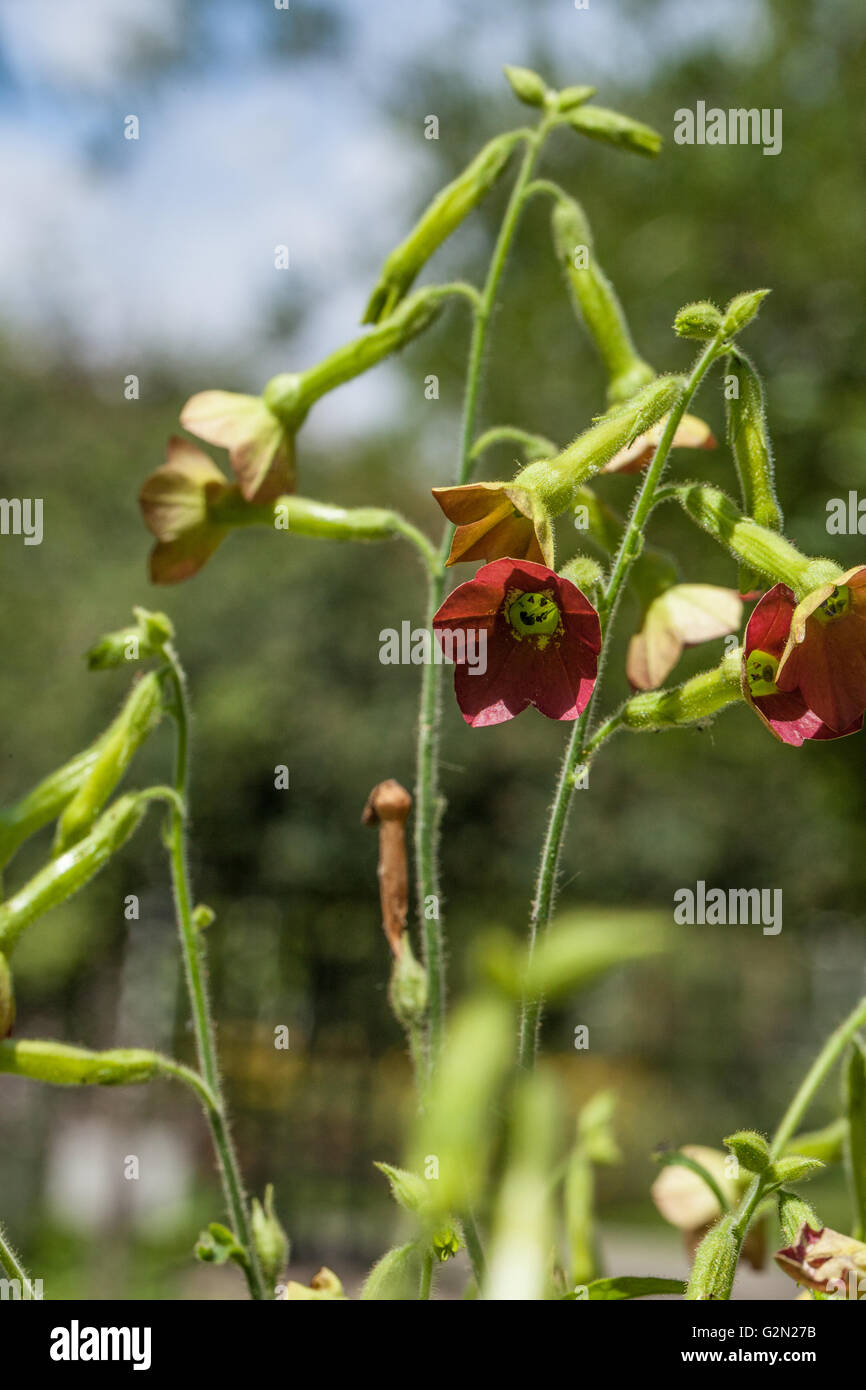 Nicotiana Tinkerbell ou visage rouge Banque D'Images