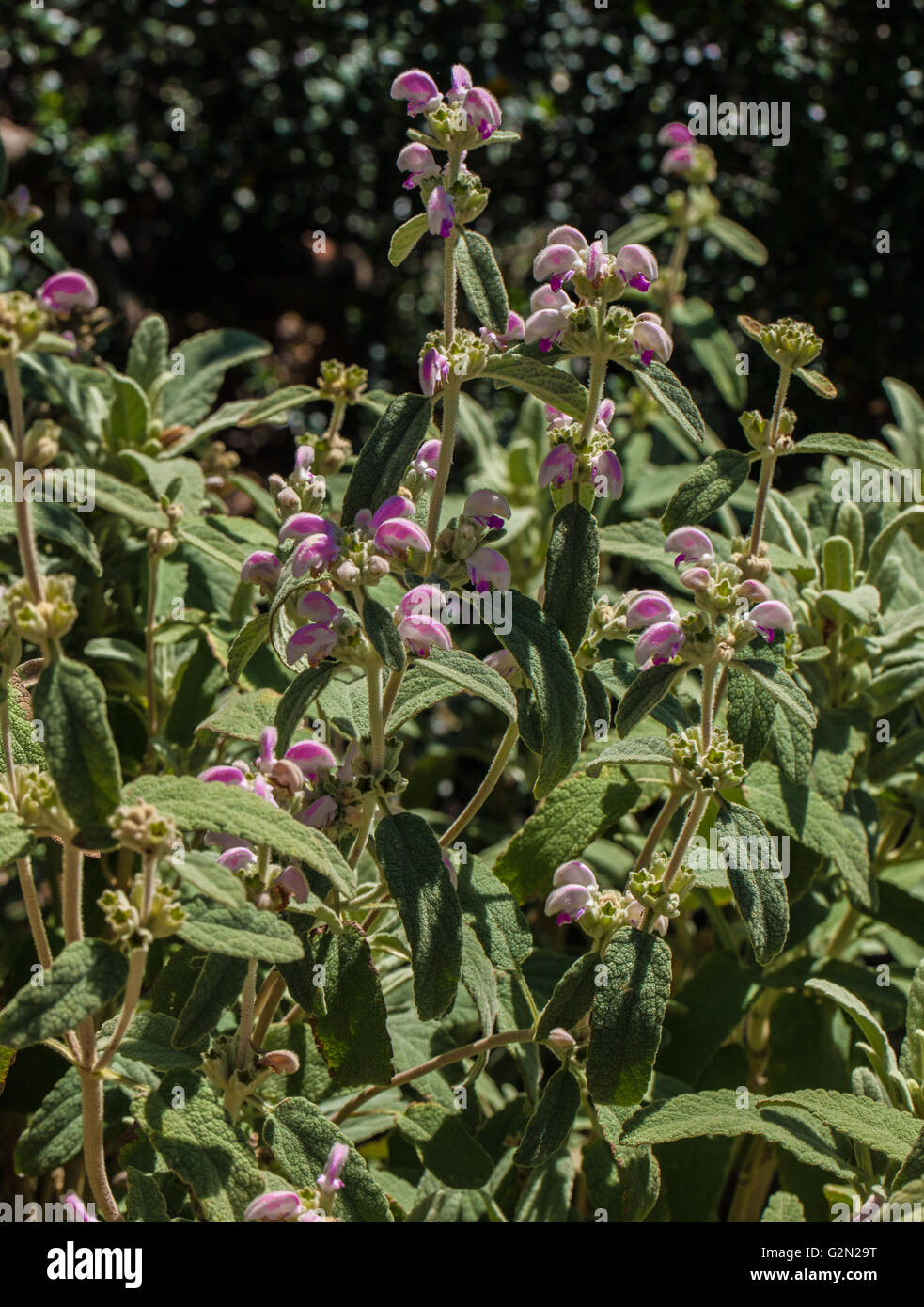 Phlomis caballeroi Banque D'Images