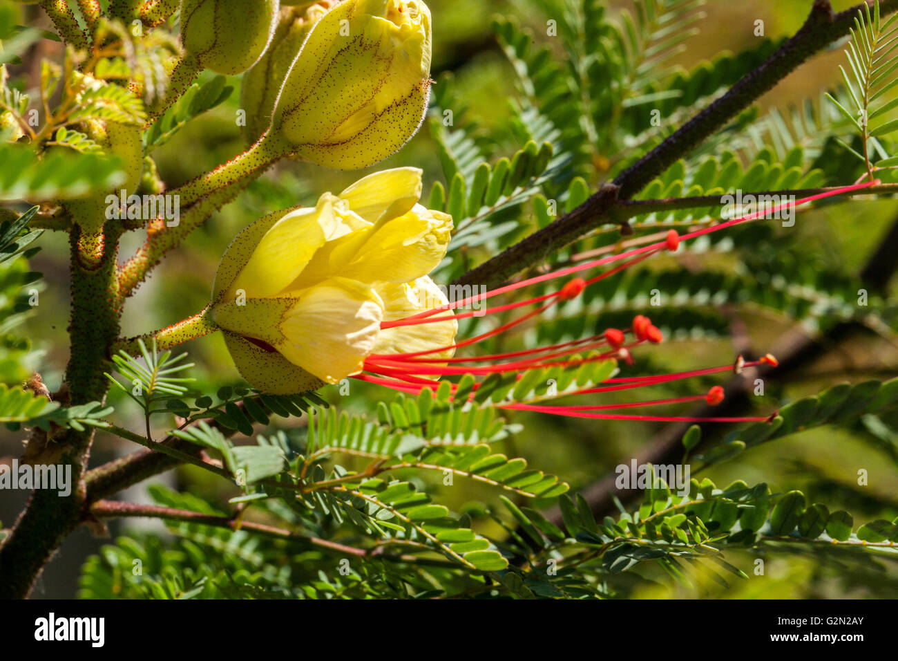 Caesalpinia gilliesii Banque D'Images