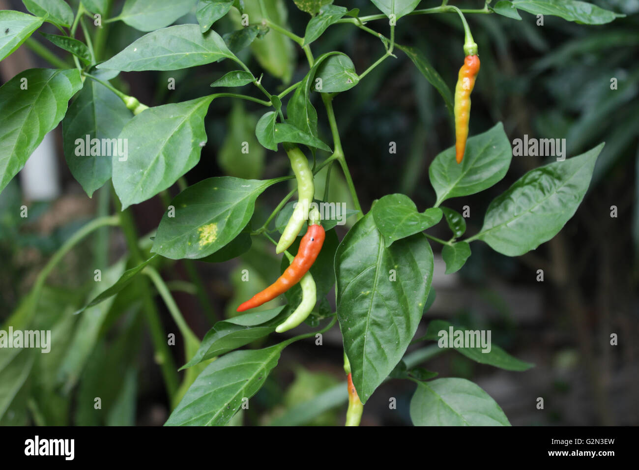 Piment frais vu du vert de la couleur des feuilles Banque D'Images