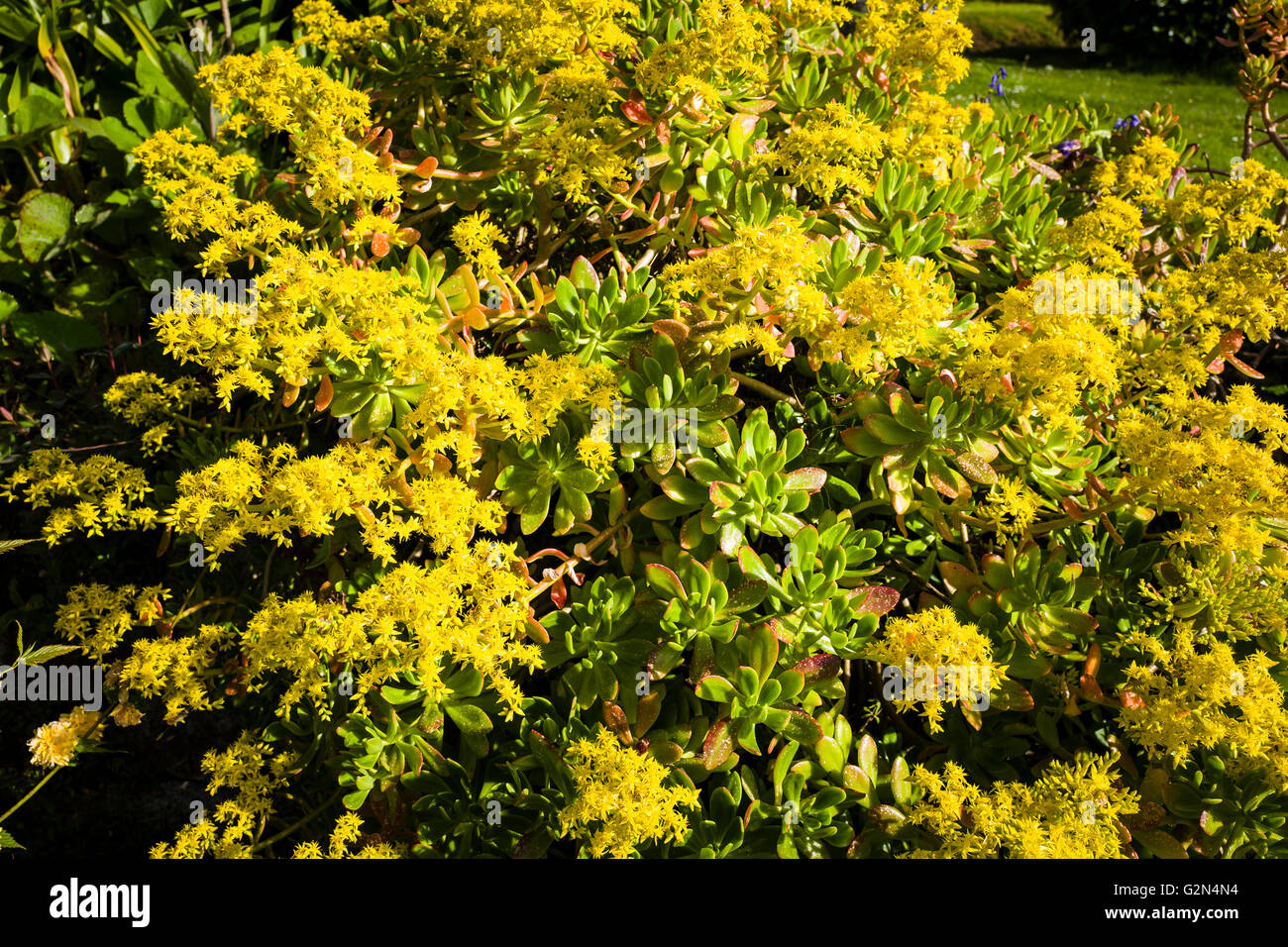 Aeonium arboreum en fleurs en mai Banque D'Images