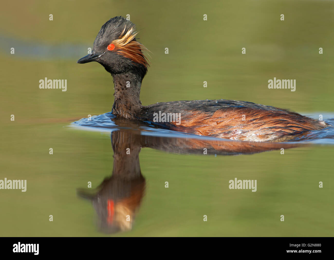 Grèbe à cou noir (Podiceps nigricollis) Nager dans l'eau, aux Pays-Bas Banque D'Images