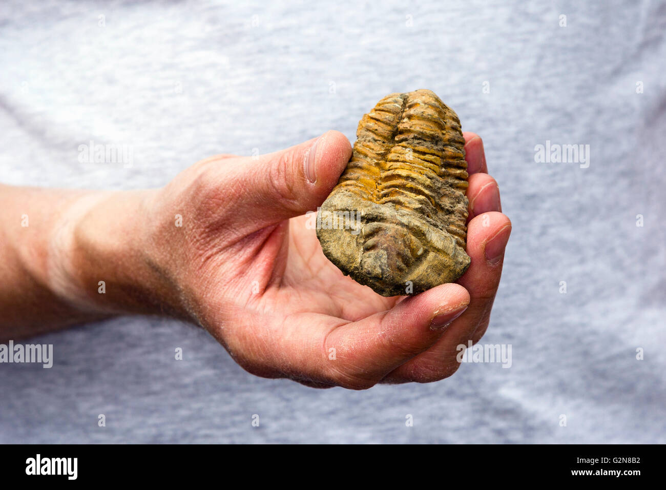 Homme tenant un trilobite fossile dans sa main Banque D'Images