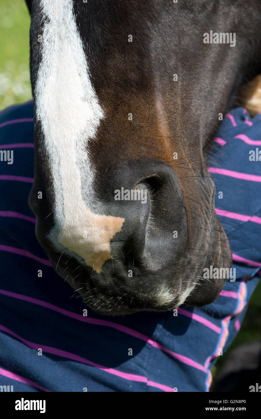 Un Dark Horse avec flash blanc sur son nez reposer sa tête sur l'épaule de son propriétaire. Close up dans le soleil d'été. Banque D'Images