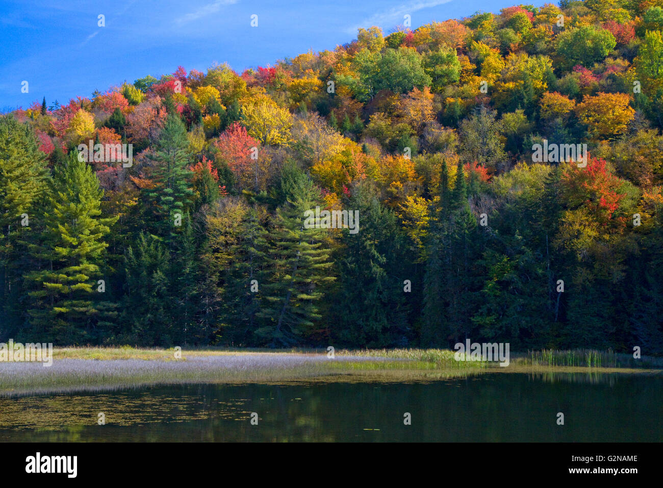 Feuillage d'automne au lac en Elligo Orleans County, California, USA. Banque D'Images