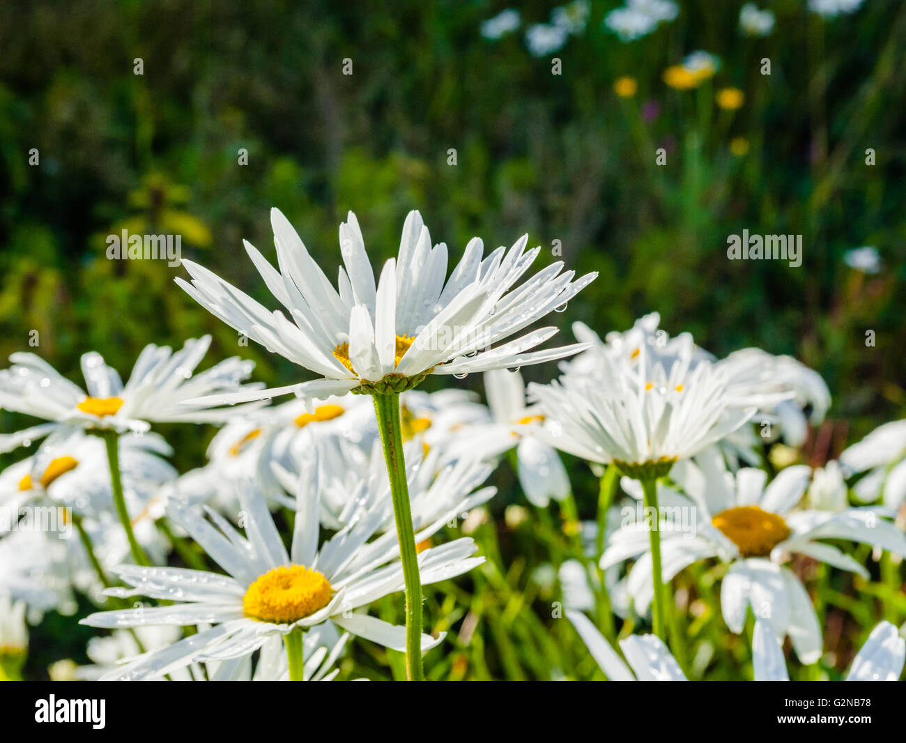 Détail de côté de grandes fleurs daisy avec les gouttelettes d'eau sur les pétales. Banque D'Images