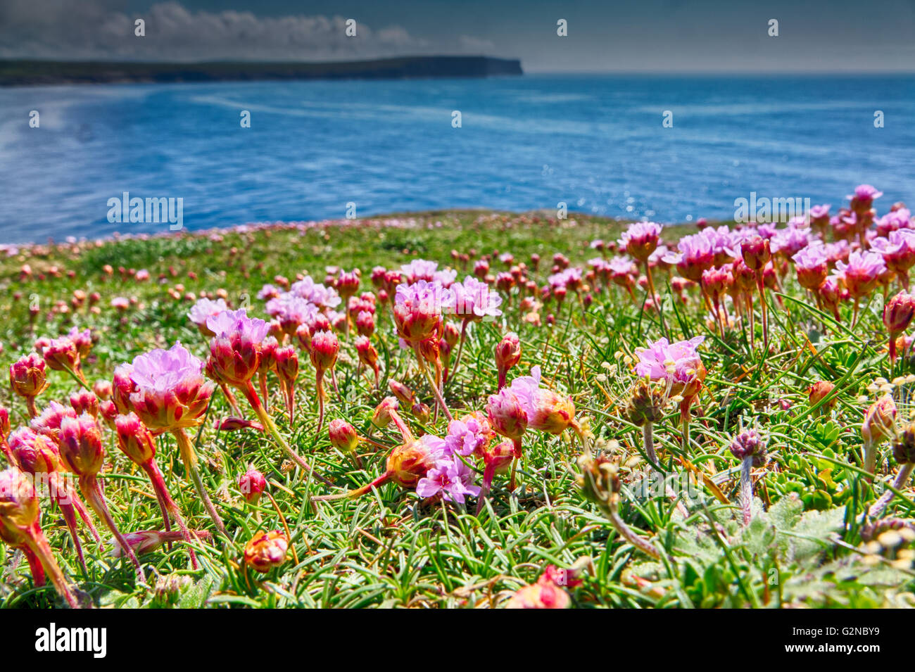 Thrift fleurs sur la Brough de Birsay, Orkney continent. Banque D'Images