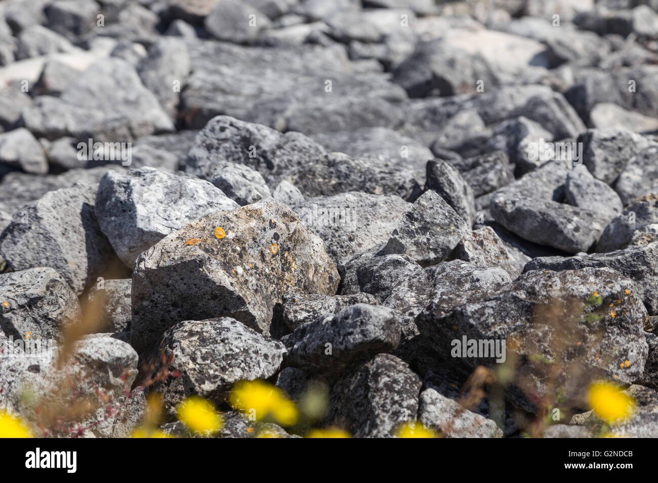 Pierres sur la rive avec des fleurs pour l'arrière-plan de conception Banque D'Images
