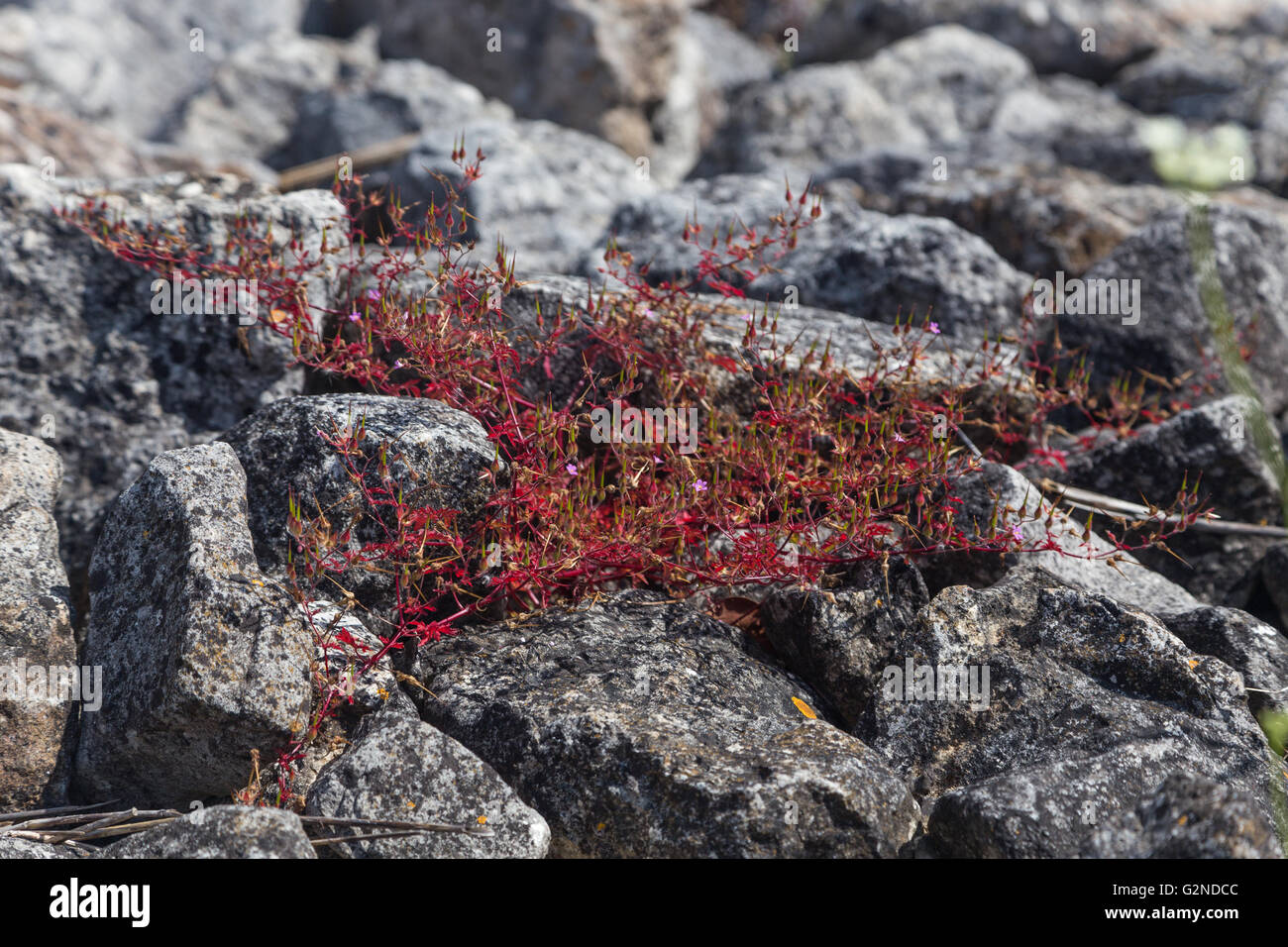 Pierres sur la rive avec des fleurs pour l'arrière-plan de conception Banque D'Images