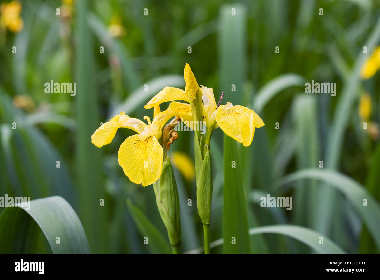 Iris pseudacorus. Drapeau jaune iris. Banque D'Images