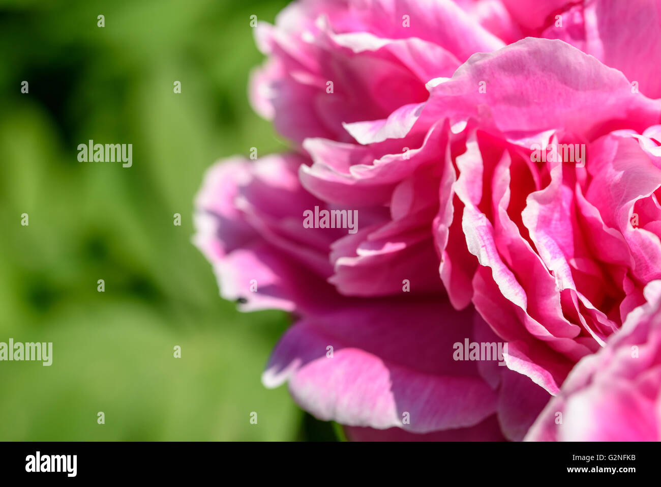 La pivoine (Paeonia) rose fleur Banque D'Images