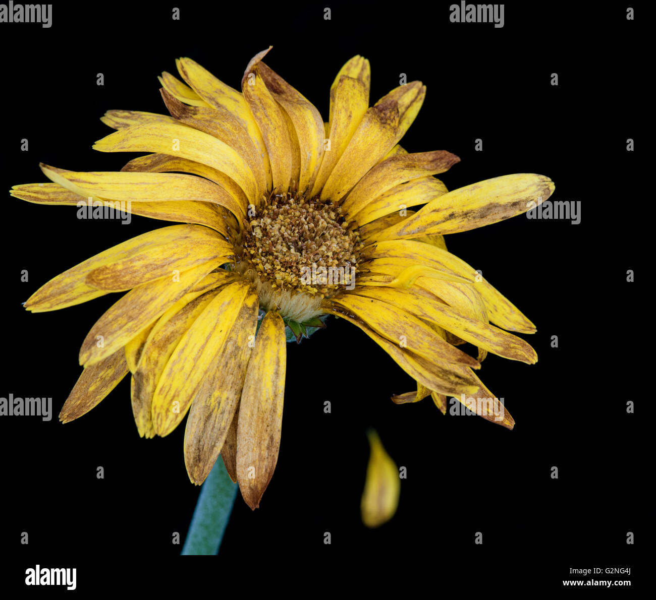 Belle fleur flétrie dahlia jaune isolé sur un fond noir. Concept de nostalgie, mélancolie et même la mort. Banque D'Images