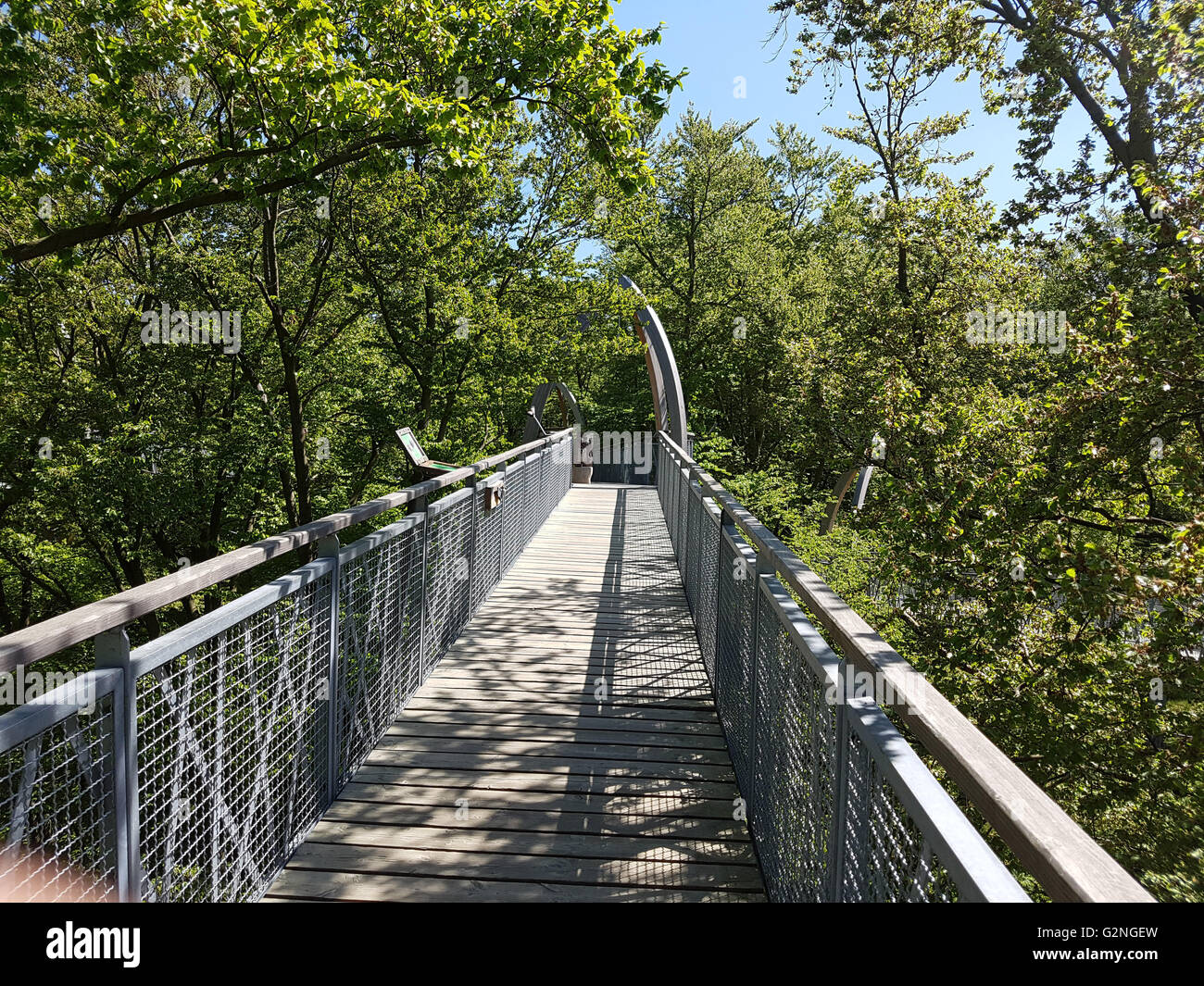Baumkronenweg, Hessen, Buchenwald, Nationalpark, Kellerwald Banque D'Images