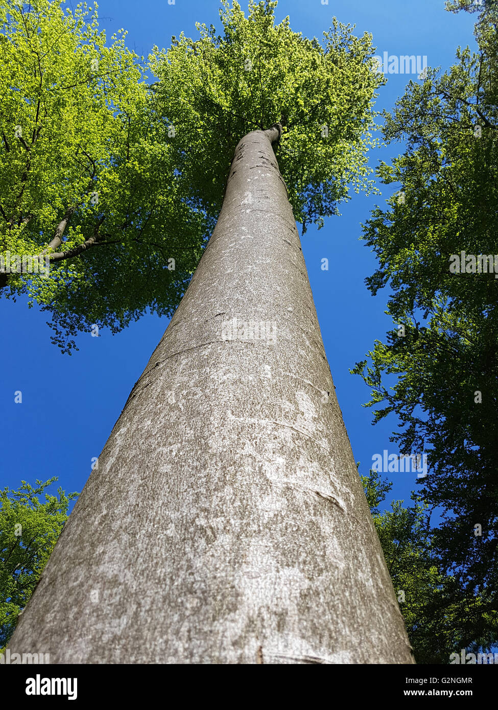 Buchenwald, Nationalpark, Förster, Banque D'Images