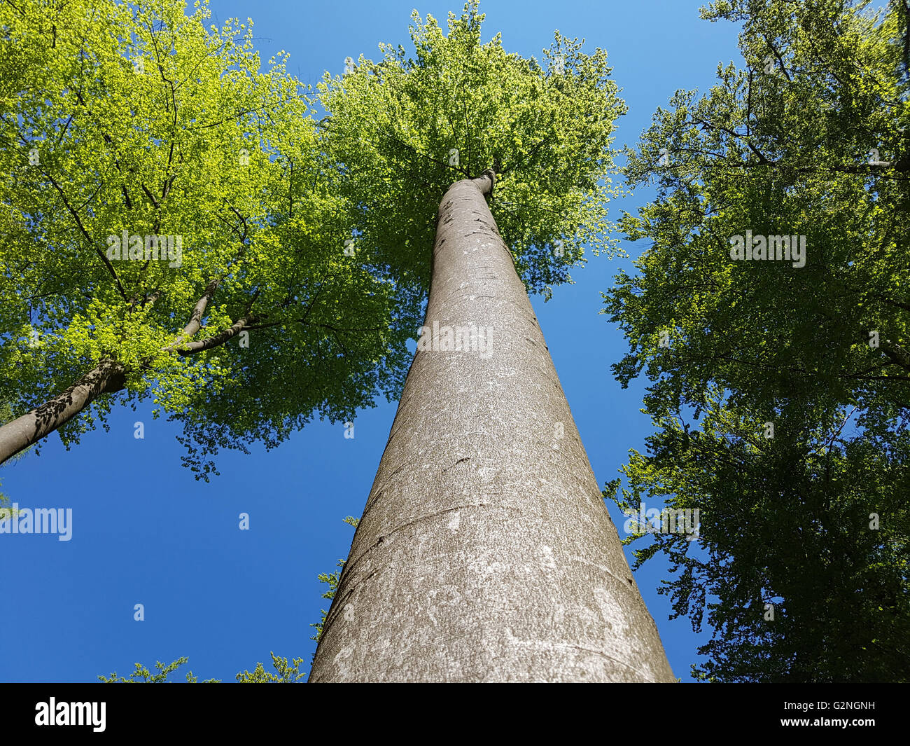 Buchenwald, Nationalpark, Förster, Banque D'Images