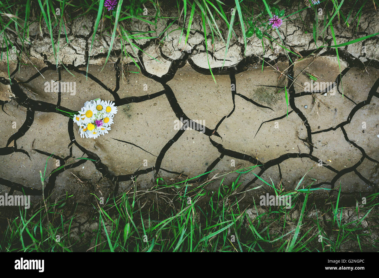 Arrière-plan avec fissure sèche terrain avec fleurs et herbe verte. Nature fond avec instagram tonifiant. Close-up Banque D'Images