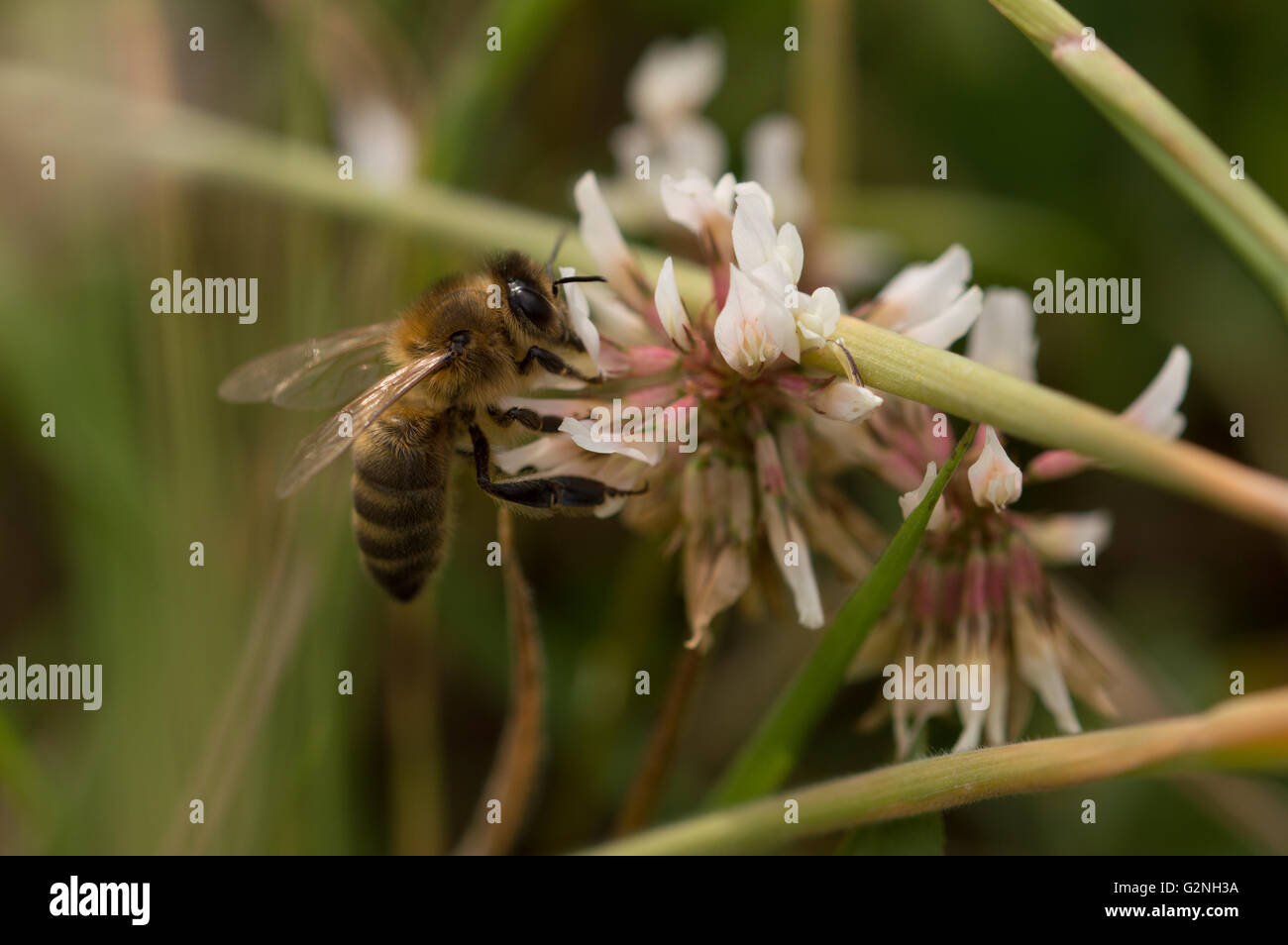 Un'abeille à miel (Apis mellifera) qui se nourrit d'une trèfle blanc (Trifolium repens) fleur. Banque D'Images