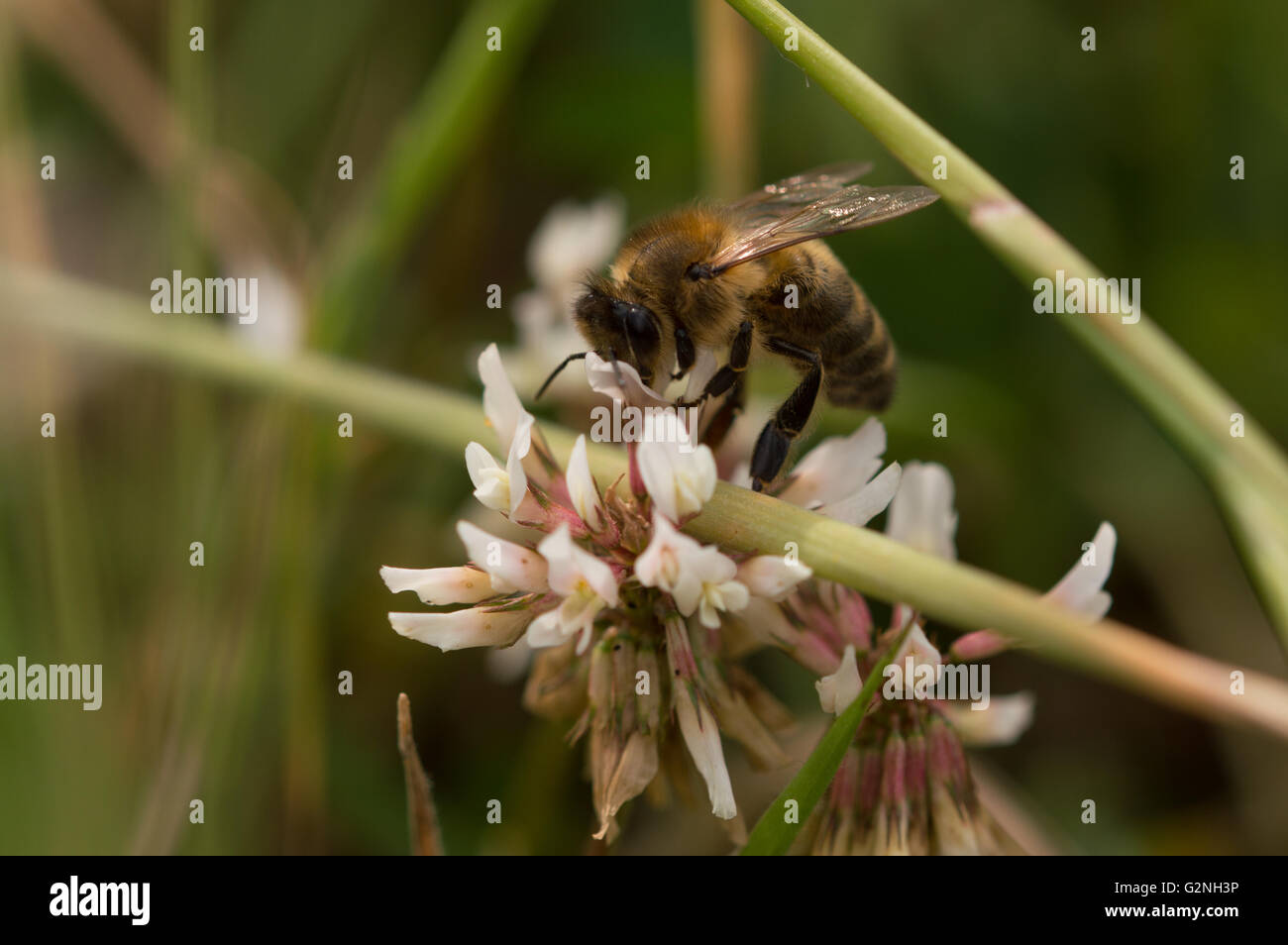 Un'abeille à miel (Apis mellifera) qui se nourrit d'une trèfle blanc (Trifolium repens) fleur. Banque D'Images