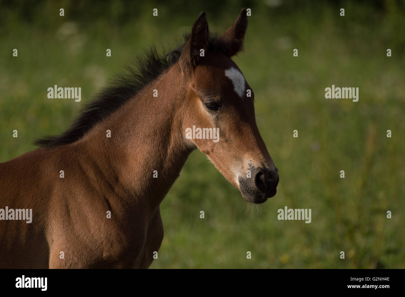 Un portrait d'un poulain Cheval (Equus ferus caballus) Banque D'Images