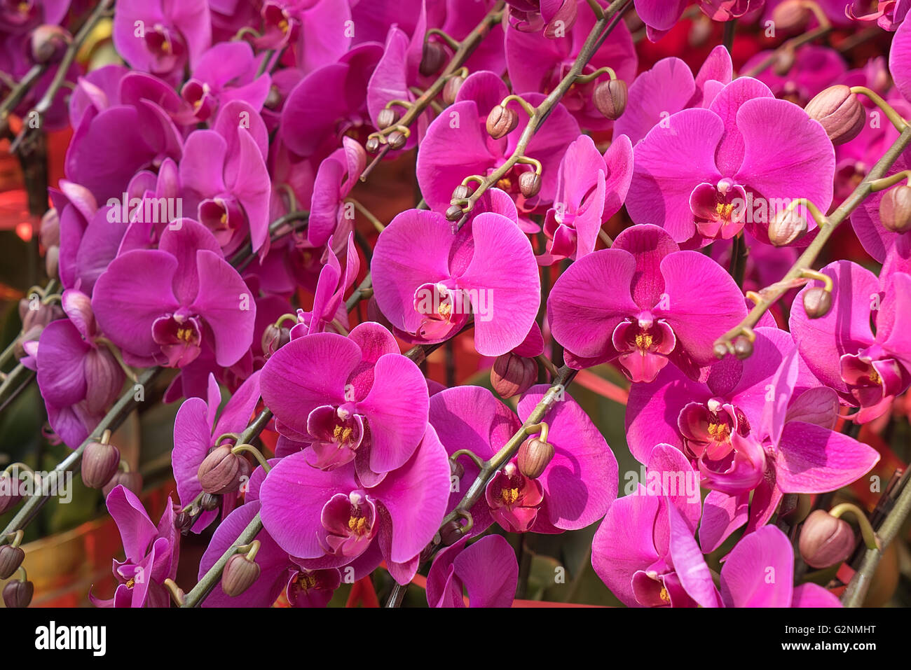 Orchidée rose isolé sur fond blanc Banque D'Images