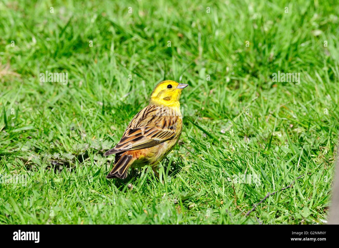 Marteau jaune mâle nourrir les oiseaux sur le terrain Emberiza citrinella Banque D'Images