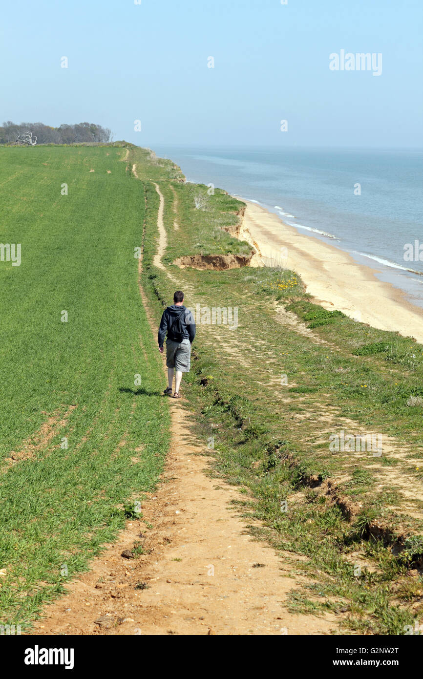 Homme marche le long du bord du domaine concerné par l'érosion côtière sur la falaise de grès à Benacre, Suffolk, Angleterre, Royaume-Uni. Banque D'Images