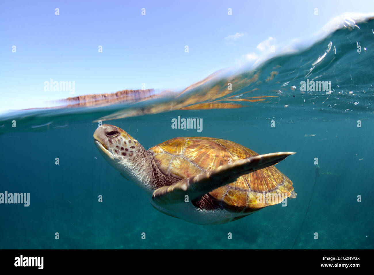 Sous l'eau des tortues vertes à El Puertito, Costa Adeje, Tenerife Banque D'Images