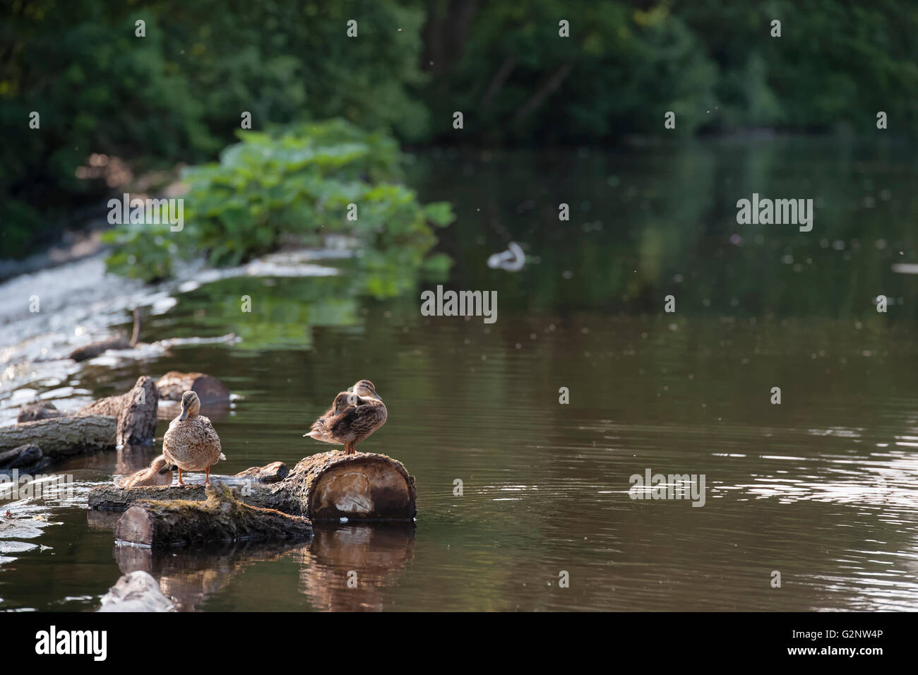 Canard colvert avec duckinglins sur la rivière Derwent Banque D'Images