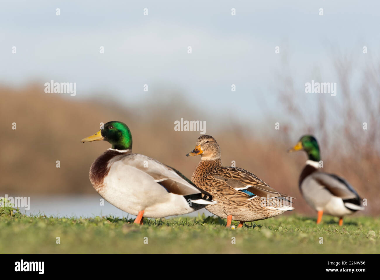Canard colvert le long de la Tamise, la lecture Banque D'Images