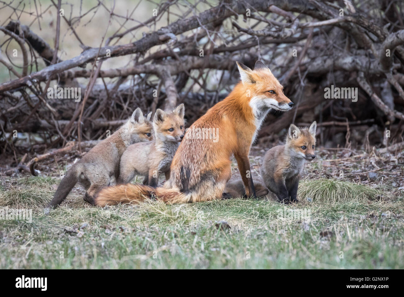 Une femelle Red Fox (Vixen) et ses petits Surveiller Banque D'Images