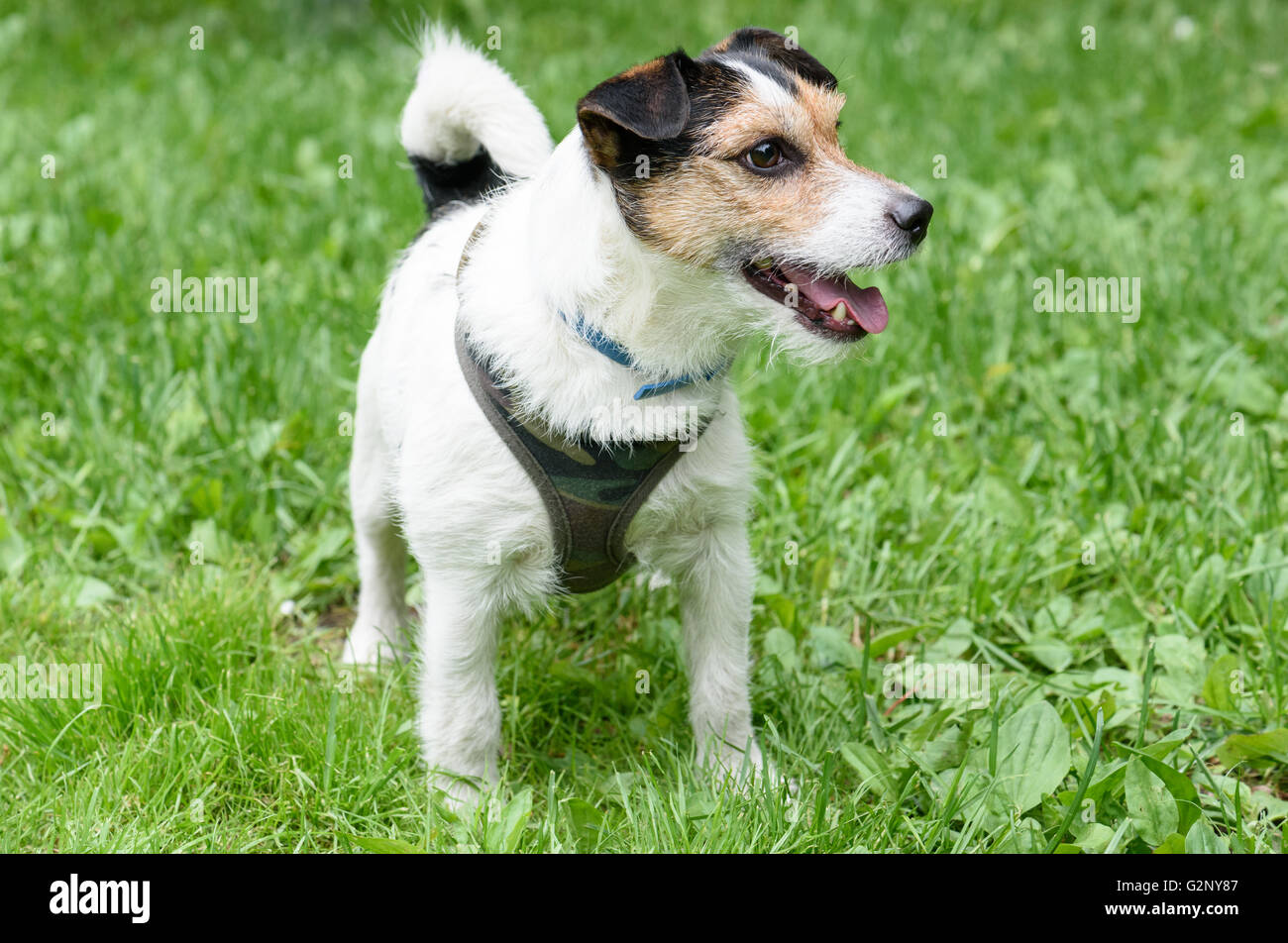 Portrait of cute permanent Jack Russell Terrier chien de compagnie Banque D'Images