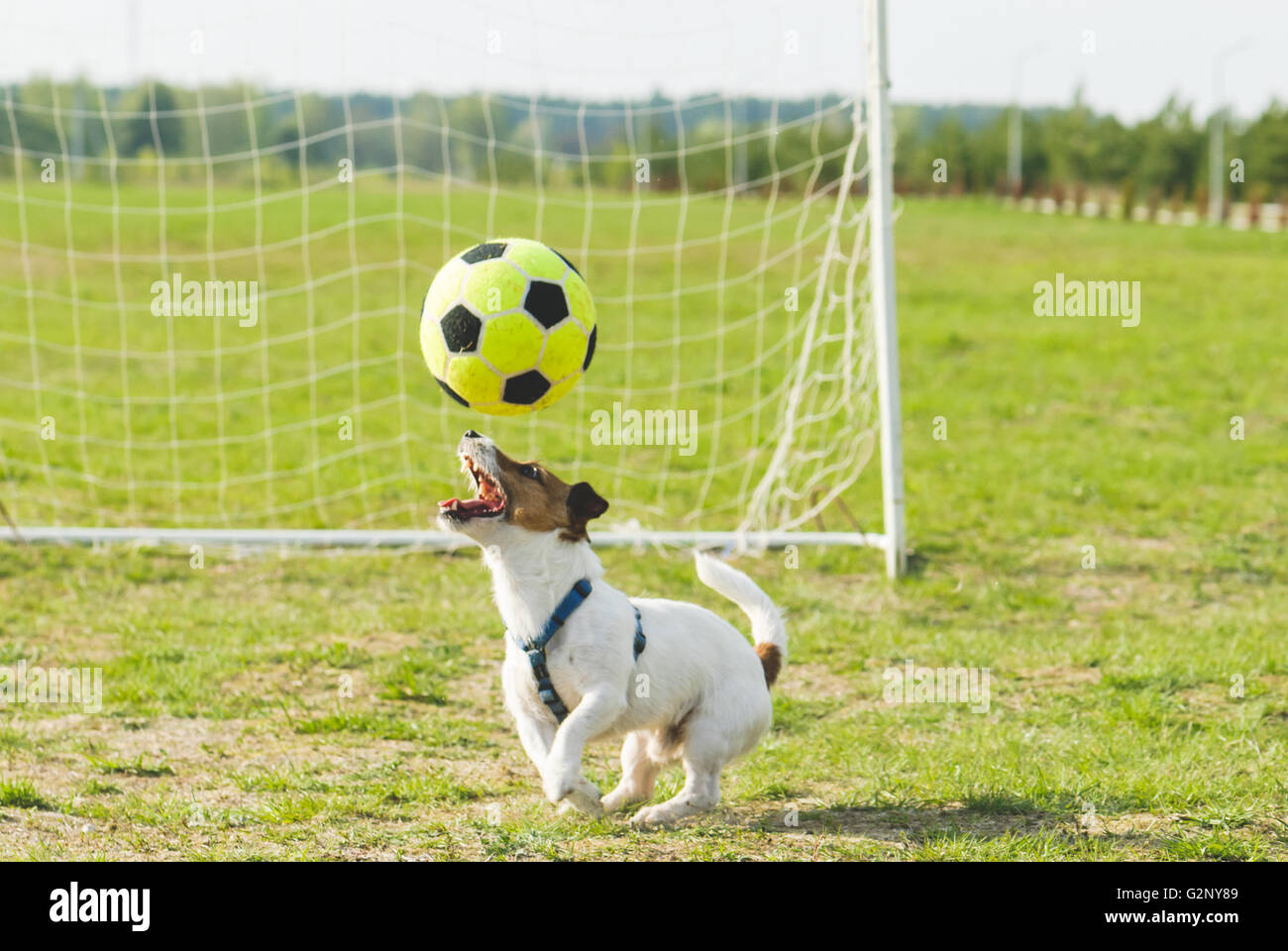 Joueur de football Funny dog juggling ball le pitch Banque D'Images