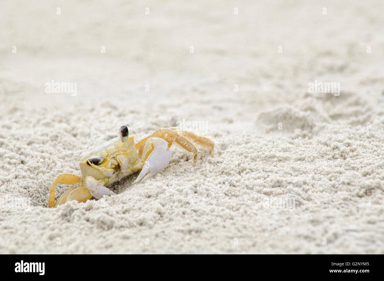 Ghost crab eye claw Banque de photographies et d'images à haute résolution  - Alamy