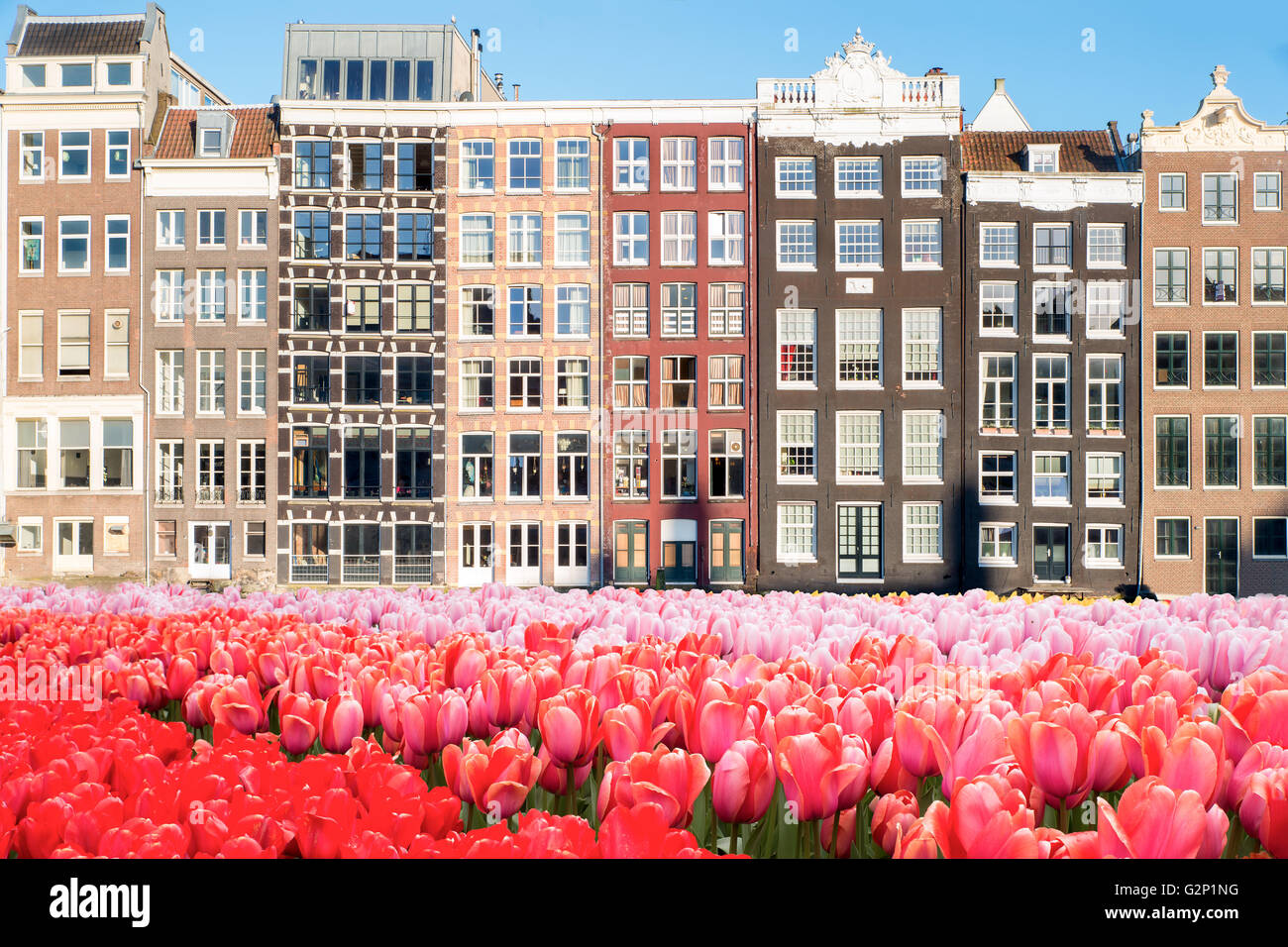 Tulipes et tradition Dutch maisons à Amsterdam, Pays-Bas Banque D'Images