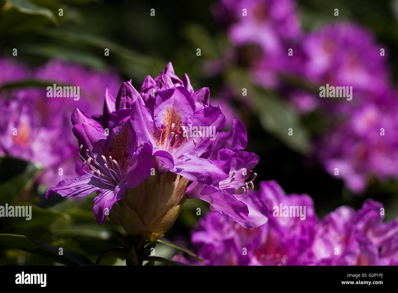 Fleur pourpre Banque D'Images