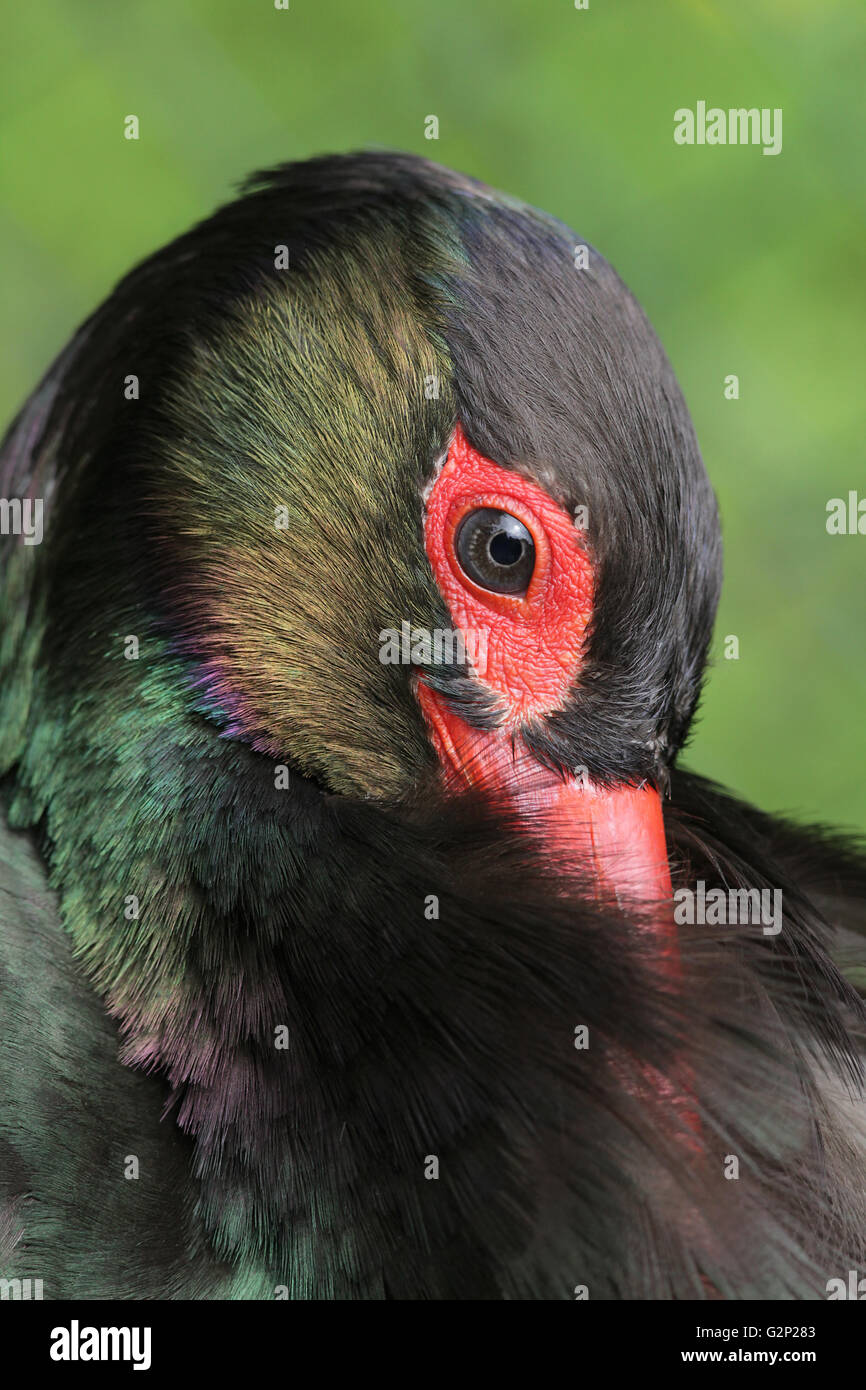 Cigogne noire Ciconia nigra l'Ciconiidae Banque D'Images