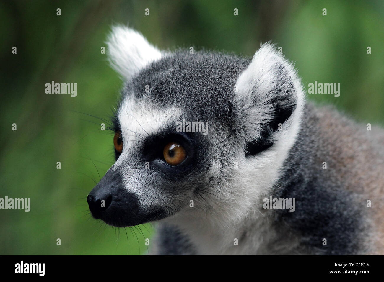 Ring-tailed lemur Lemur catta strepsirrhine Lemuridae primate le seul membre de la famille des lémuriens. Banque D'Images