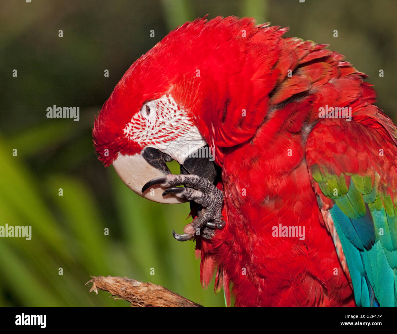 Green Winged Macaw (ara chloropterus) Banque D'Images