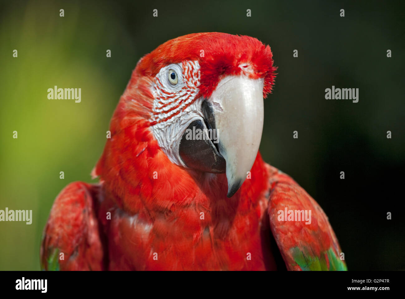 Green Winged Macaw (ara chloropterus) Banque D'Images