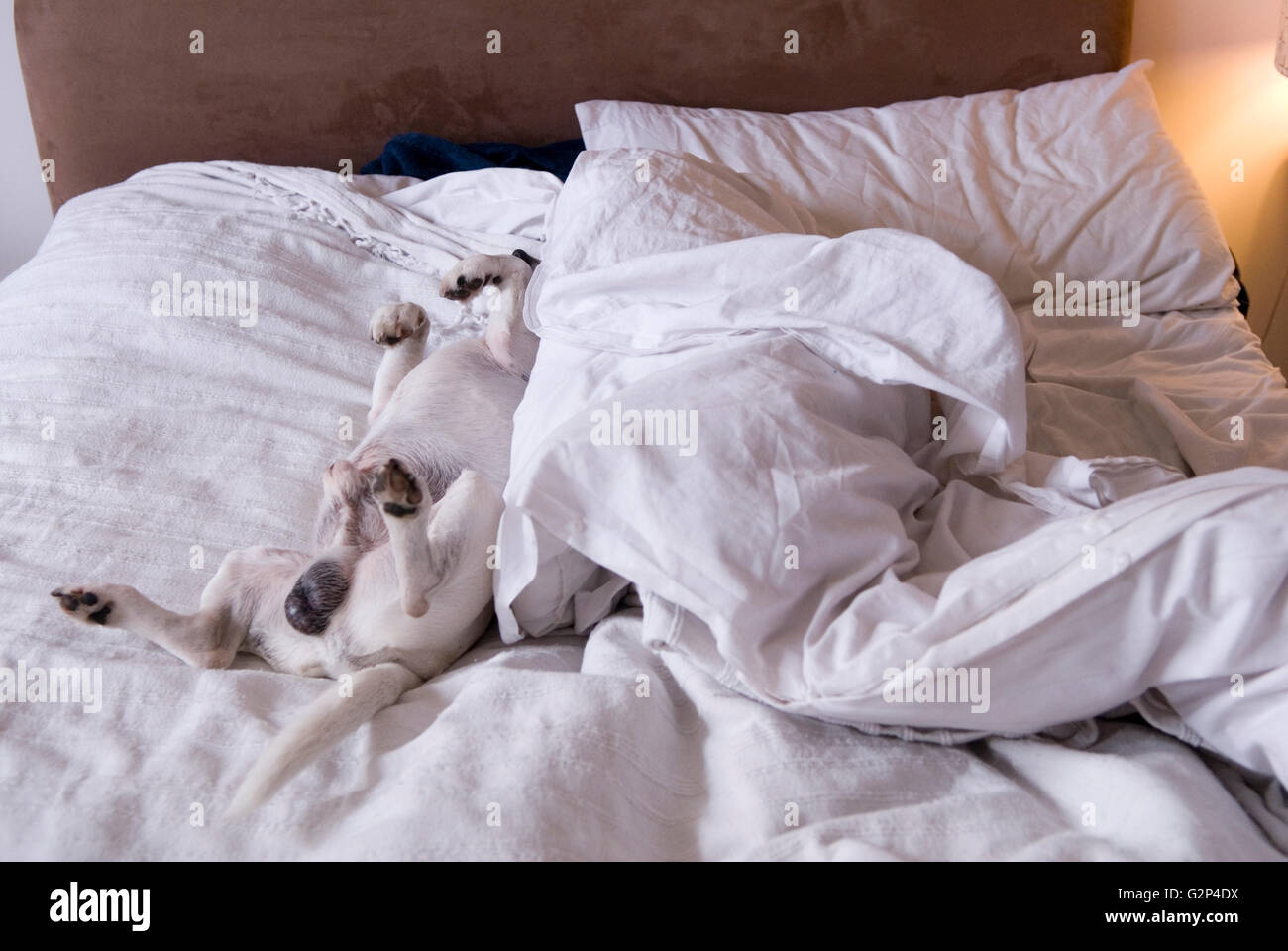 Chien endormi, dormant sur un lit non fait à l'étage. Les Britanniques aiment leurs chiens. Un homme meilleur ami, Londres Angleterre des années 2012 2010 Royaume-Uni HOMER SYKES Banque D'Images