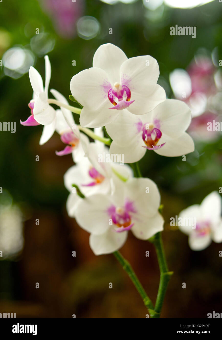 White Orchid in close up l'éclairage naturel Banque D'Images