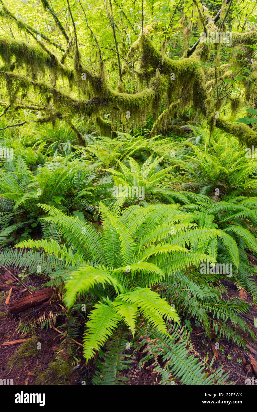 Polystics et couverts de mousse érable circiné, mai, la rivière Hoh Rain forest, Olympic National Park, Washington Banque D'Images